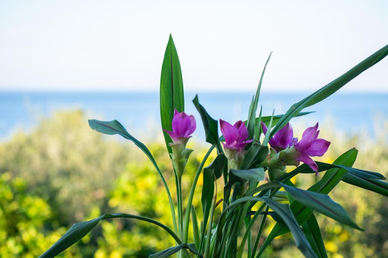 Sosos 2 Bedroom House With Sea View Planos (Zakynthos) Exterior photo